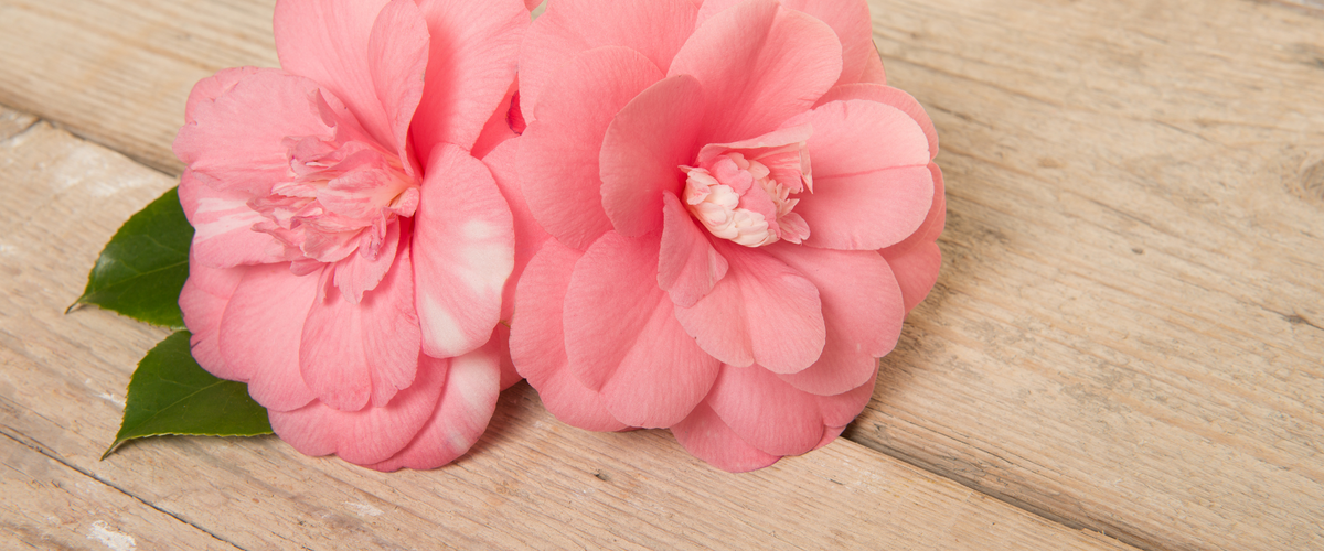 カメリア (La Camelia)