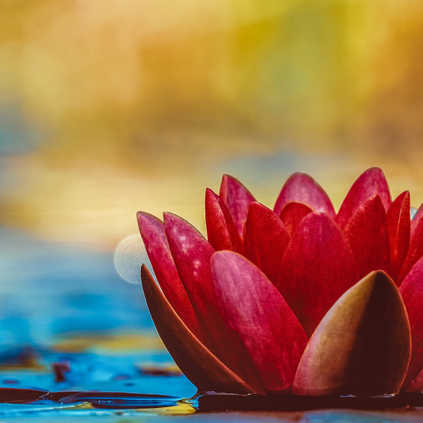 Amazon.co.jp: 蓮の露 Dew-drops a Lotus Leaf by J.Fischen
