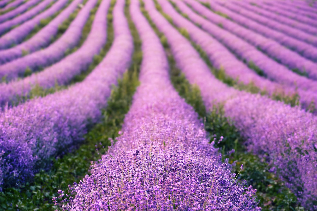 ラベンダー（LAVENDER)